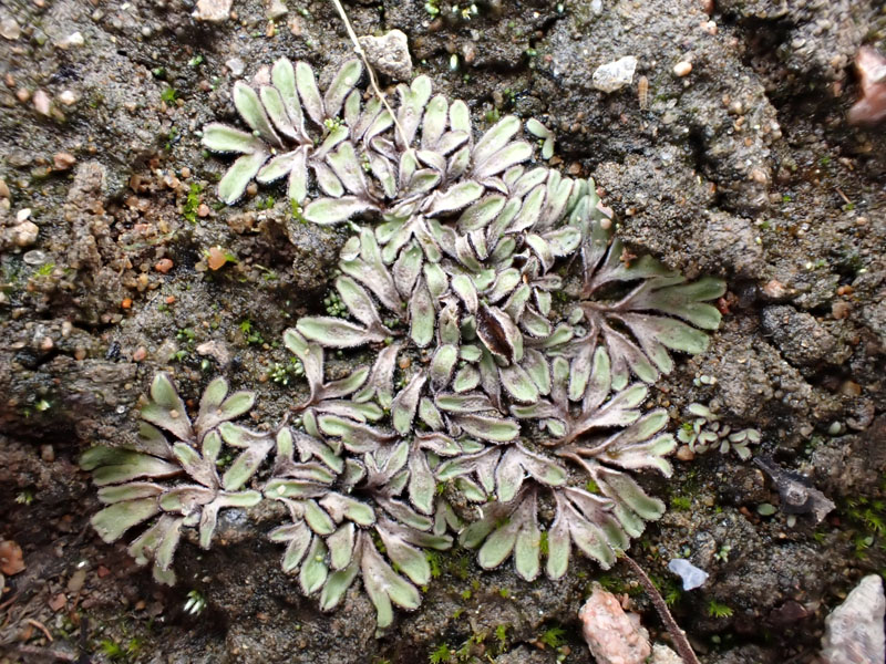 Riccia beyrichiana